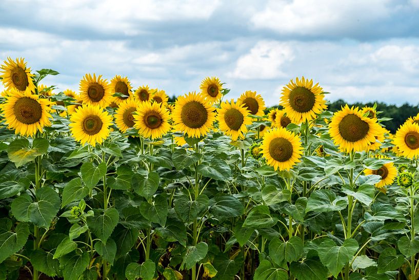 Zonnebloemen in Frankrijk van Ineke Huizing