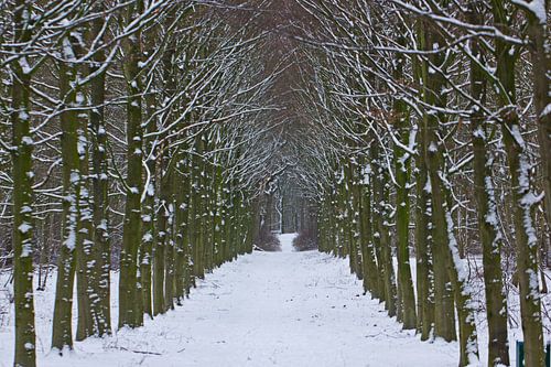 Winter in het bos, een laan bomen met sneeuw