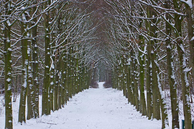 Winter im Wald, eine Allee aus Schnee von Discover Dutch Nature