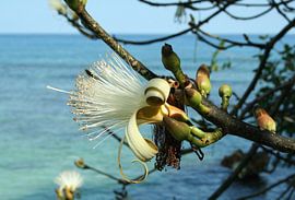 Blossom splendour - Jamaica by t.ART