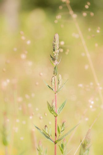 Wildpflanze im Morgenlicht