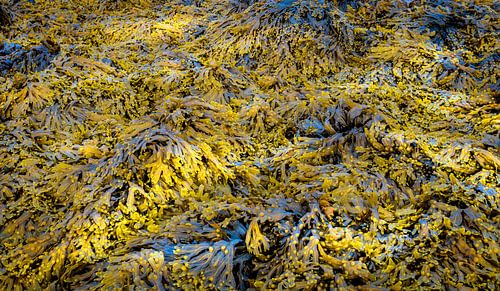 0366 Seaweed