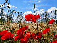 Poppies in the summer 1