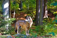 Wolf im Bayerischen Wald von Borg Enders Miniaturansicht