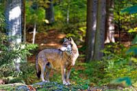 Wolf im Bayerischen Wald