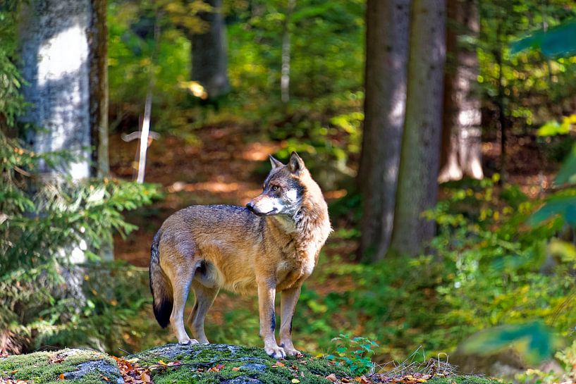 Wolf im Bayerischen Wald von Borg Enders