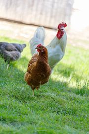 Brown Hen, White Rooster, and Gray Hen in Grass by de-nue-pic