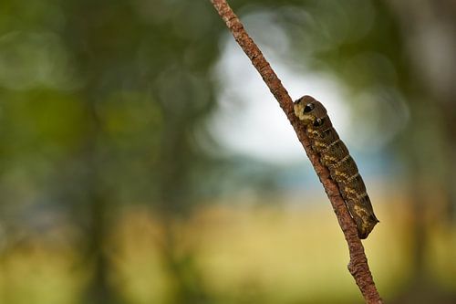 Raupe Mittlerer Weinschwärmer