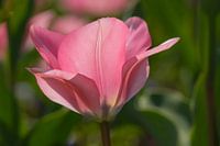 Tulpe (rosa)