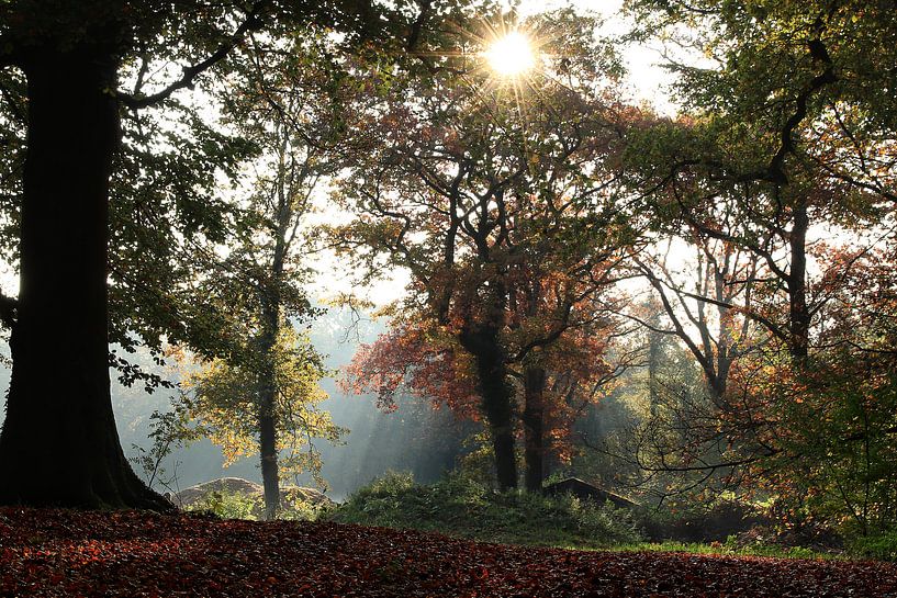 Wald Rijsterbos Herbst von Fotografie Sybrandy