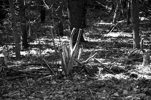 Ontdek de natuur in een bosrijk gebied in Emsland, Nedersaksen, Duitsland