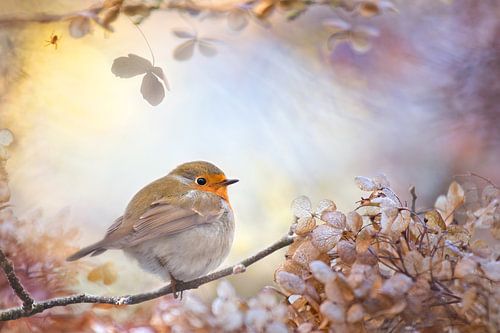 Robin of dreams