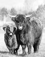 Haar in de wind; hooglanders moeder en kind