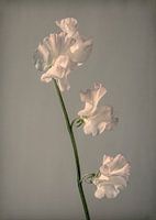 Blumenstillleben