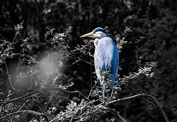 Blue heron on a tree (background black and white)) by Chihong