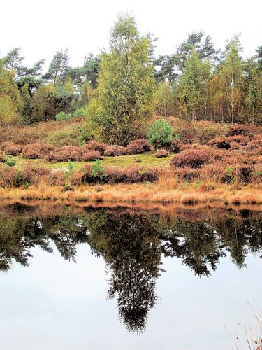 De boom weerkaatst op het water, te midden van prachtige herfsttinten.