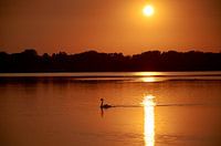 Cygne dans le lac de Haarrijnse au coucher du soleil