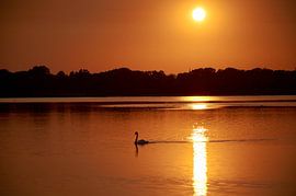 Schwan im Haarrijnse See bei Sonnenuntergang von Henko Reuvekamp