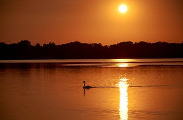 Swan in the Haarrijnse lake at sunset by Henko Reuvekamp