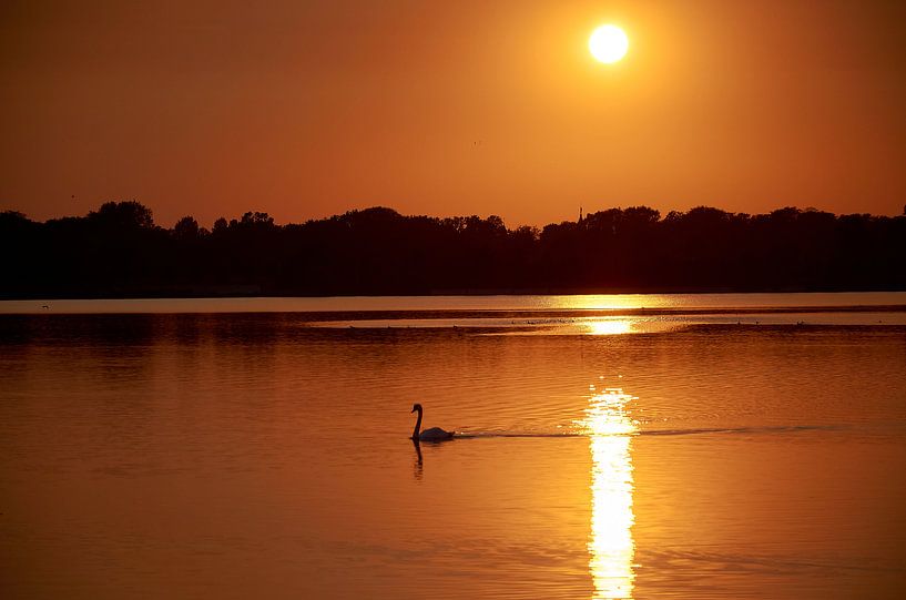 Swan in the Haarrijnse lake at sunset by Henko Reuvekamp