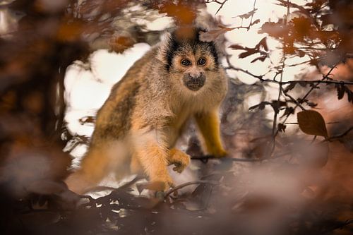 singe à tête de mort