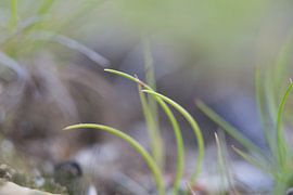 Gras von Robert Wiggers
