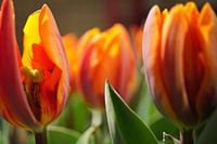 Tulp