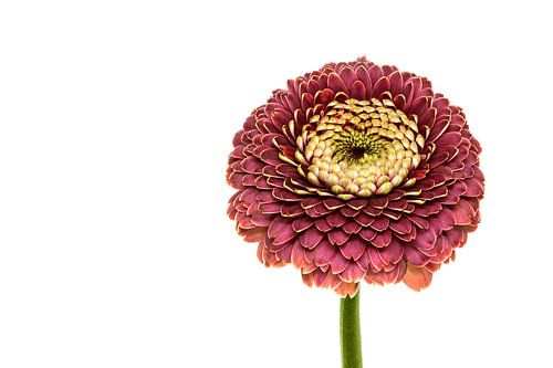 Gerbera, Germini, Pompom met een witte achtergrond
