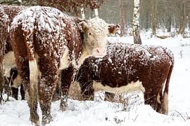 07-02-2021: News: Winter weather: NetherlandsWinter in the Netherlands. Rijssen and environs. by Albert ten Hove