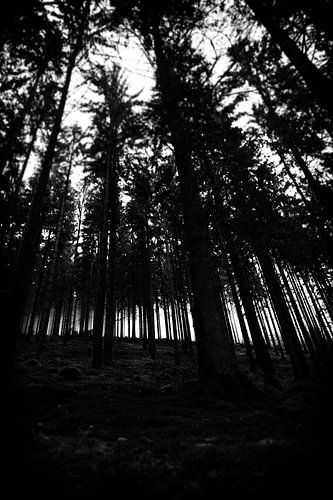 Bos op helling in de Ardennen