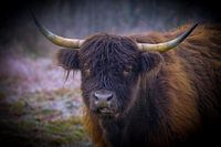 schotse hooglander