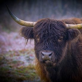 schotse hooglander van P Hogeveen