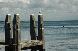 WAD a seagull by LidyStuit