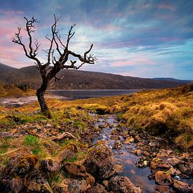 Scotland dead tree by Peter Bolman