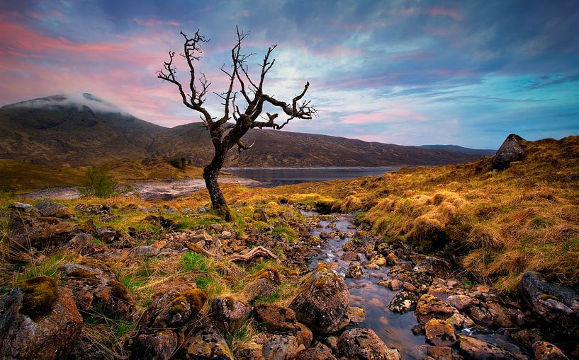 Scotland dead tree by Peter Bolman