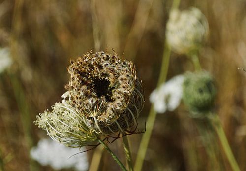 Schöne rustikale Daucus Carota oder 'Wilde Möhre