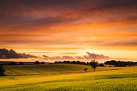 Sunset over wheat fields on Mon Island, Denmarkn
