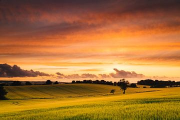 Sonnenuntergang über Weizenfeldern auf der Insel Mon, Dänemark