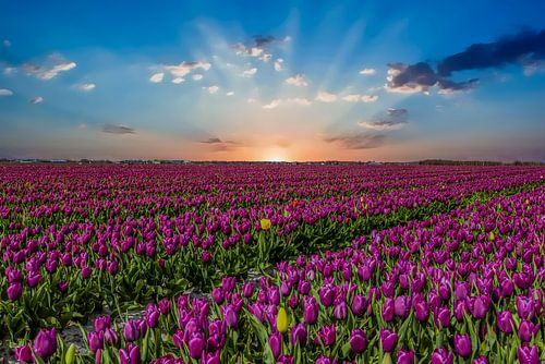 Tulpenvelden in Nederland, de Bollenvelden