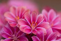 Soft in Pink