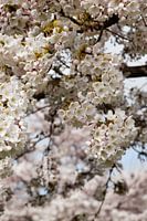 Japanische Kirschblüte Sakura