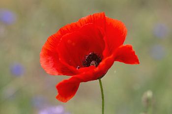 Roter Mohn