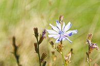 Purple flower by Tim Hartelo thumbnail