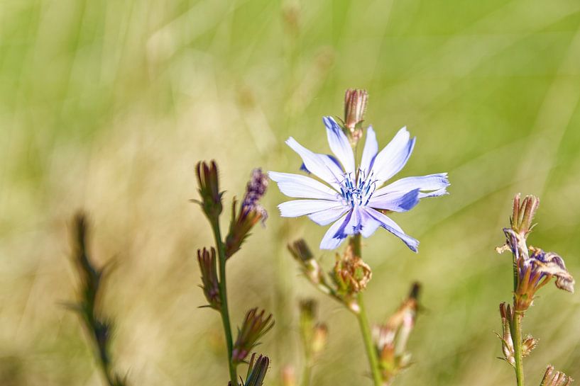 Purple flower by Tim Hartelo
