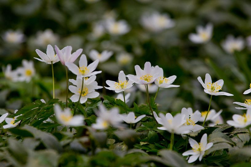 Bosanemoon by Peter Deschepper