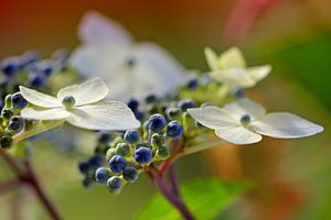 Indian Summer van Marlies Prieckaerts