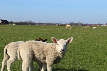 Lammetje by Nienke van den Brink