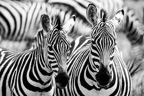 Striped Harmony in the Savannah