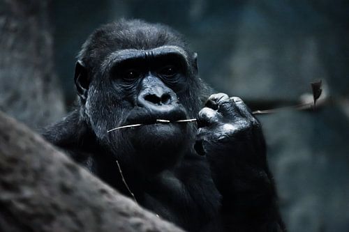 gezicht van een alarmerend gorilla vrouwtje op een donkere alarmerende achtergrond, een symbool van 