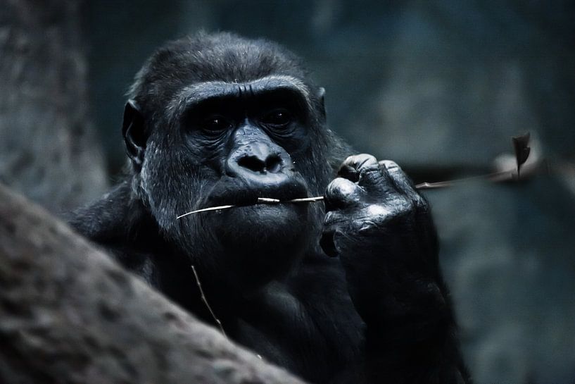 visage d'une femelle gorille sur un fond sombre alarmant, symbole de la menace d'extinction des anim par Michael Semenov